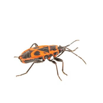 Firebug (Pyrrhocoris apterus) isolated on a white background