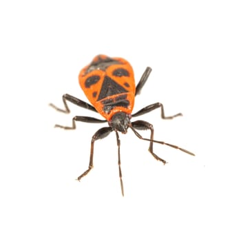 Firebug (Pyrrhocoris apterus) isolated on a white background