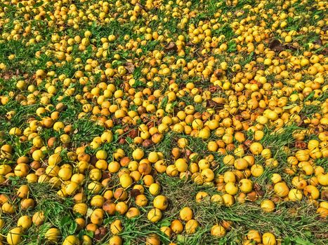 Lots of ripe yellow apples in green grass. Autumn background.