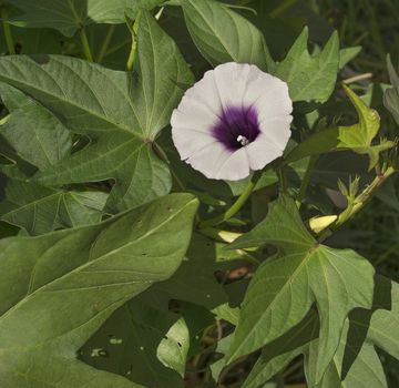 Purple sweet potato or kumera flower growing on vine with green foliage