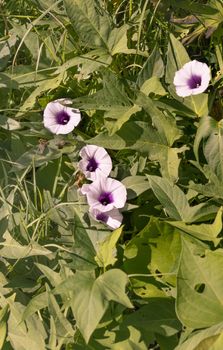 Purple Sweet potato or kumera flowers growing on vines with lush green foliage