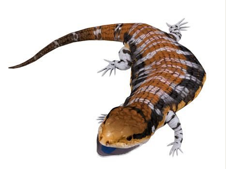 The Australia Blue-tongued Skink is a large terrestrial lizard that is active during the day and omnivorous.