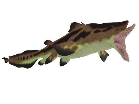 Edestus shark lived in seas of the Carboniferous Period in North America, England and Russia.