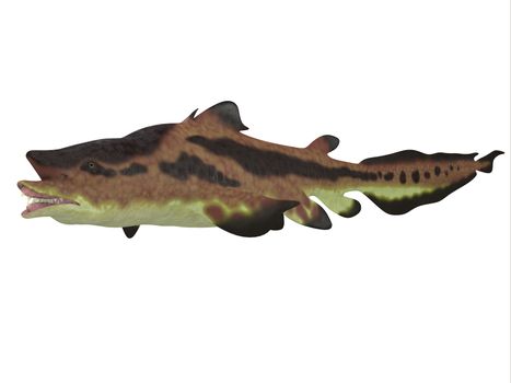 Edestus shark lived in seas of the Carboniferous Period in North America, England and Russia.