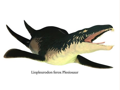 Liopleurodon was a carnivorous marine reptile that lived in Jurassic seas of France and England.