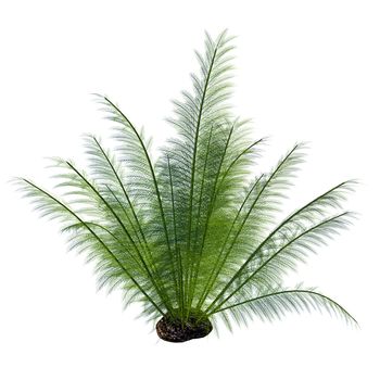 Onychiopsis was a Cretaceous fern with fine feathery fronds and lived on forest edges, lake and river borders and humid plains.
