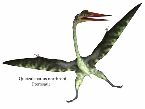 Quetzalcoatlus was a carnivorous pterosaur reptile that lived in the Cretaceous Period of North America.