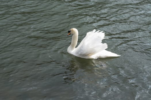 Swan on a pond with raised wings.