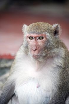 Closeup portrait of alone dreamy monkey on gray background