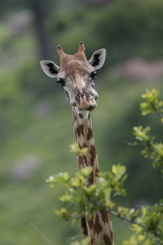 Wild Giraffe mammal africa savannah Kenya (Giraffa camelopardalis)