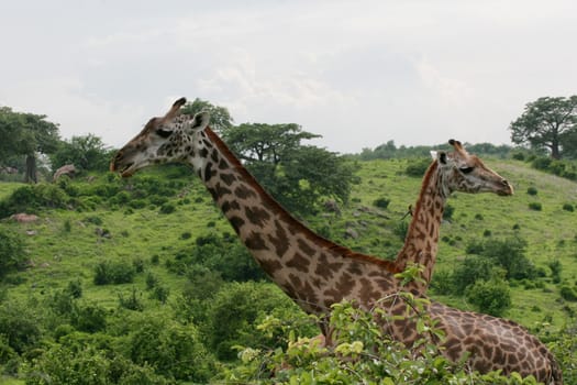 Wild Giraffe mammal africa savannah Kenya (Giraffa camelopardalis)