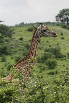 Wild Giraffe mammal africa savannah Kenya (Giraffa camelopardalis)