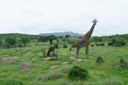 Wild Giraffe mammal africa savannah Kenya (Giraffa camelopardalis)