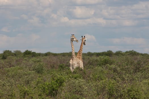 Wild Giraffe mammal africa savannah Kenya (Giraffa camelopardalis)