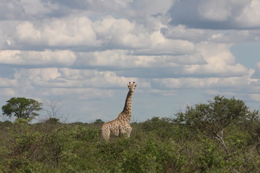 Wild Giraffe mammal africa savannah Kenya (Giraffa camelopardalis)