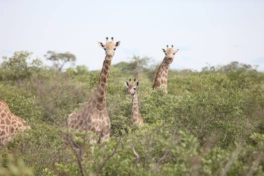 Wild Giraffe mammal africa savannah Kenya (Giraffa camelopardalis)