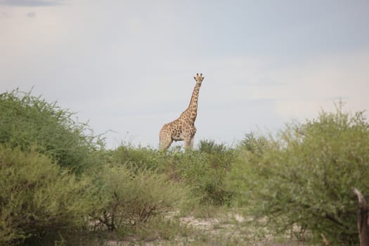 Wild Giraffe mammal africa savannah Kenya (Giraffa camelopardalis)