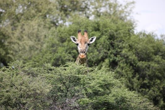 Wild Giraffe mammal africa savannah Kenya (Giraffa camelopardalis)