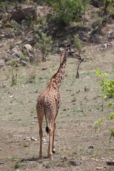 Wild Giraffe mammal africa savannah Kenya (Giraffa camelopardalis)