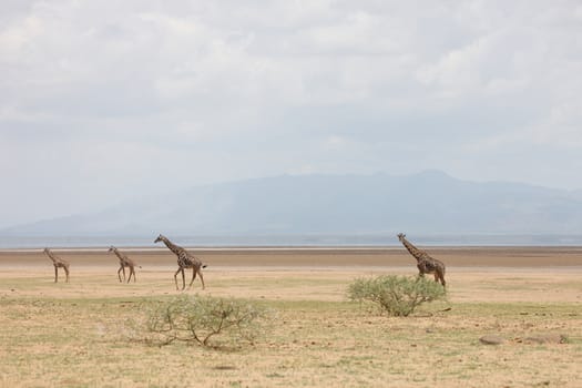 Wild Giraffe mammal africa savannah Kenya (Giraffa camelopardalis)