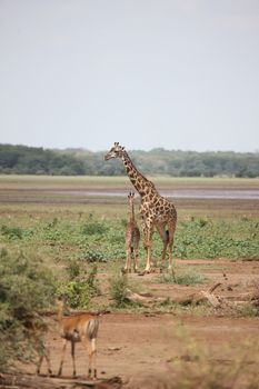 Wild Giraffe mammal africa savannah Kenya (Giraffa camelopardalis)