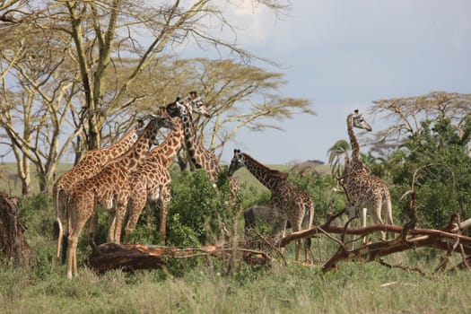 Wild Giraffe mammal africa savannah Kenya (Giraffa camelopardalis)