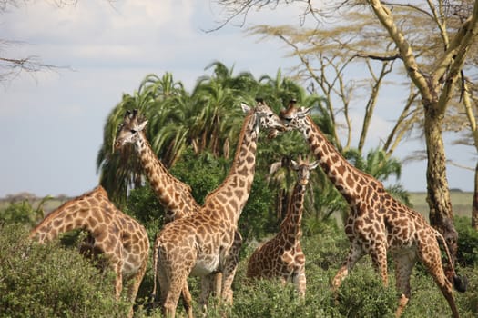 Wild Giraffe mammal africa savannah Kenya (Giraffa camelopardalis)