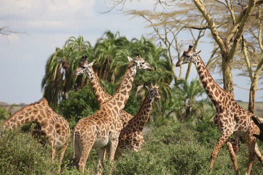 Wild Giraffe mammal africa savannah Kenya (Giraffa camelopardalis)