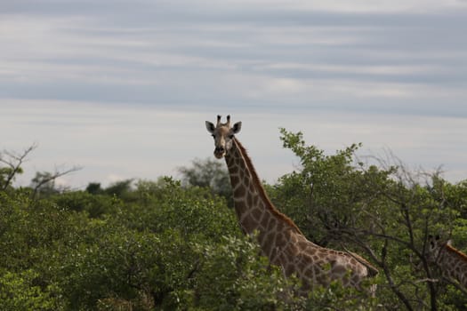 Wild Giraffe mammal africa savannah Kenya (Giraffa camelopardalis)