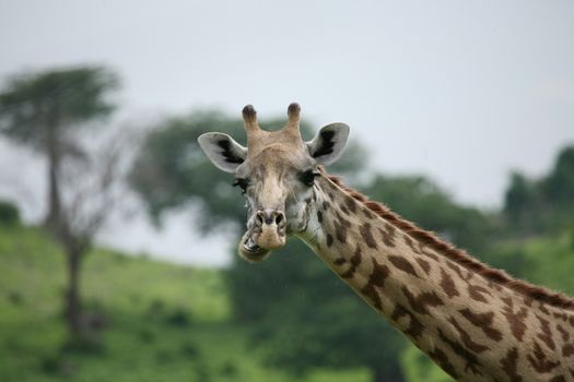 Wild Giraffe mammal africa savannah Kenya (Giraffa camelopardalis)