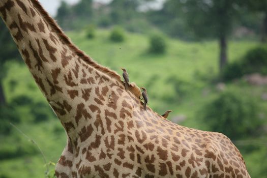 Wild Giraffe mammal africa savannah Kenya (Giraffa camelopardalis)