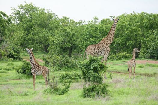 Wild Giraffe mammal africa savannah Kenya (Giraffa camelopardalis)