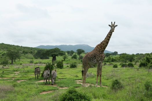 Wild Giraffe mammal africa savannah Kenya (Giraffa camelopardalis)