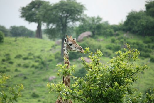 Wild Giraffe mammal africa savannah Kenya (Giraffa camelopardalis)