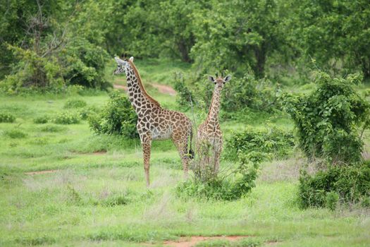 Wild Giraffe mammal africa savannah Kenya (Giraffa camelopardalis)