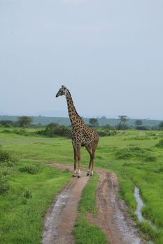 Wild Giraffe mammal africa savannah Kenya (Giraffa camelopardalis)