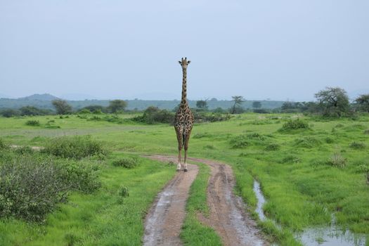 Wild Giraffe mammal africa savannah Kenya (Giraffa camelopardalis)