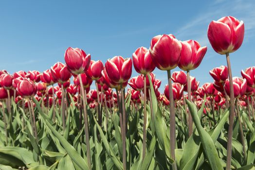 Red and white tulips field in the Dutch Noordoostpolder as a background picture
