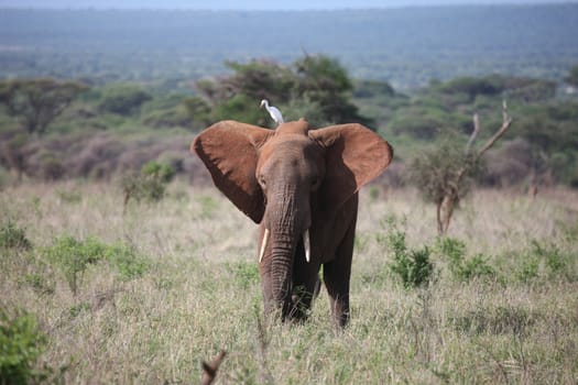 Wild Elephant (Elephantidae) in African Botswana savannah