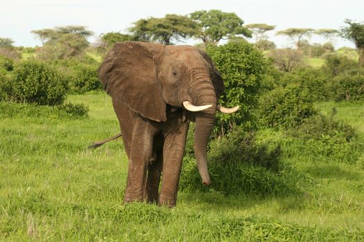 Wild Elephant (Elephantidae) in African Botswana savannah