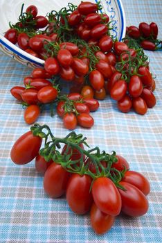 Cherry tomato (plum) of Sicily (Italy)