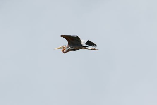 Purple Heron in flight against overcast sky as background