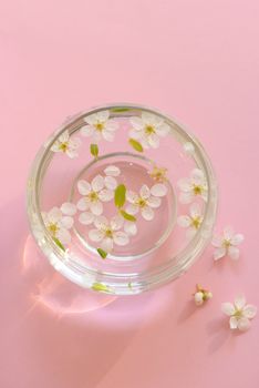Cherry blossom in vase on pink background