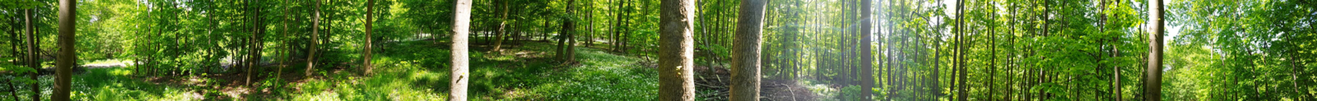 Panorama Of Forest In Lower Saxony