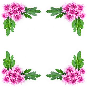 Pink chrysanthemum with green leaves frame isolated on white background.
