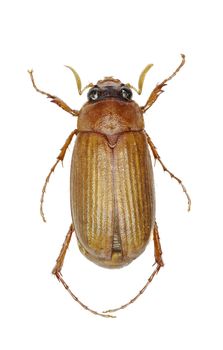 Brown Chafer on white Background  -  Serica brunnea (Linnaeus, 1758)