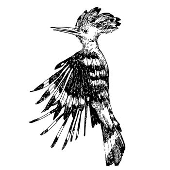 freehand sketch illustration of flying Hoopoe bird doodle hand drawn