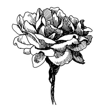 freehand sketch illustration of Rose flower  doodle hand drawn