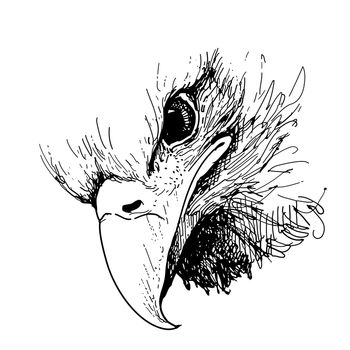 freehand sketch illustration of Eagle bird doodle hand drawn