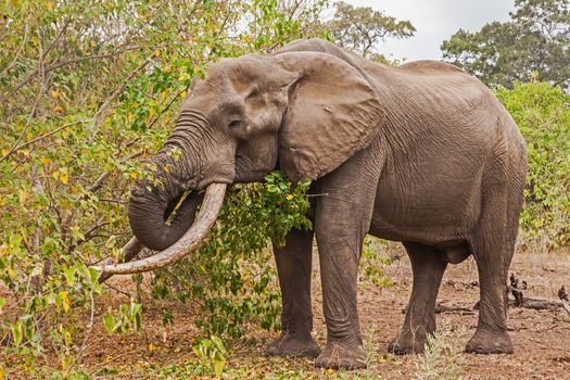 Mastulele, considered to be the leading tusker in Kruger National Park, South Africa.